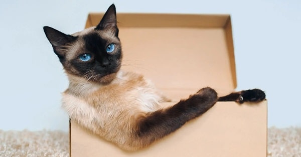 Як зробити простий будиночок із коробки?