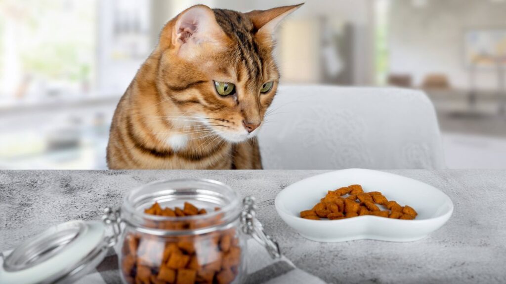 Як зрозуміти, що сухий корм зіпсувався?