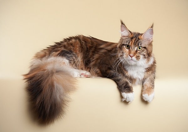 Європейський мейн-кун