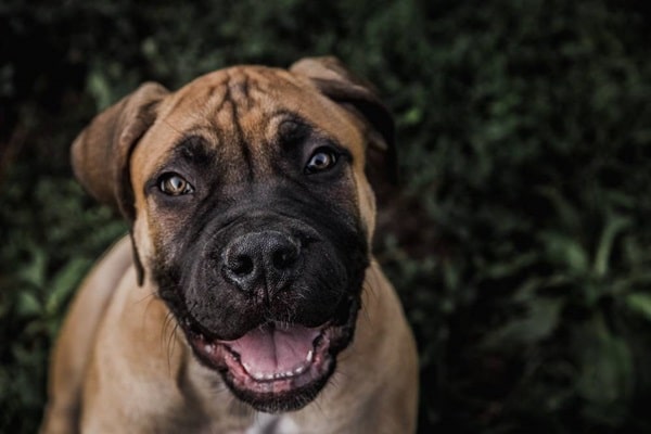 Бурбуль (південноафриканський дог)