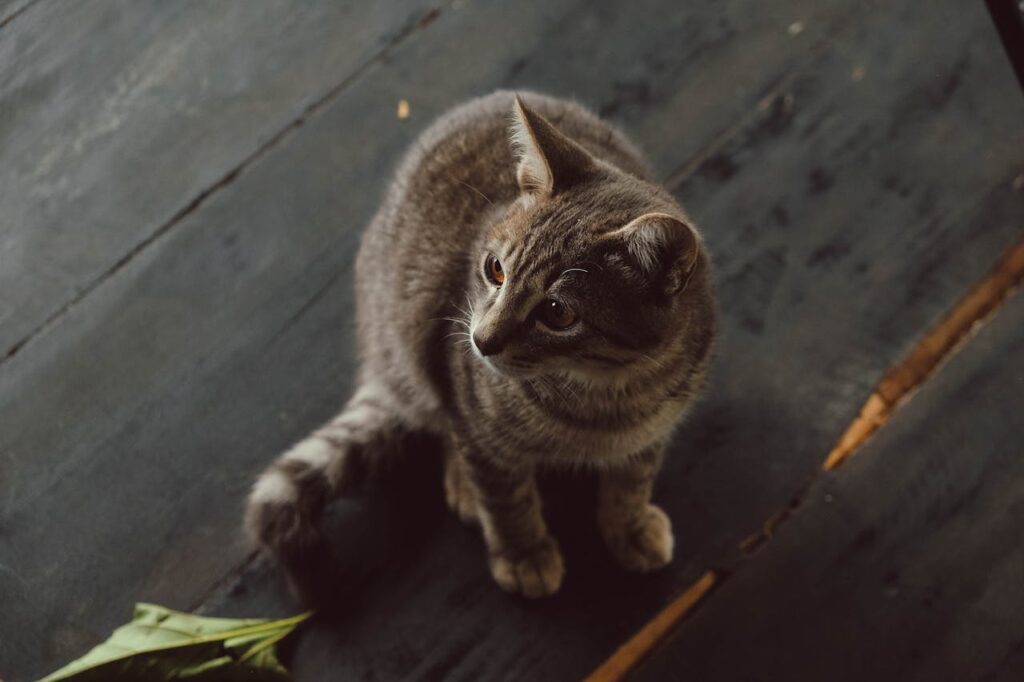 Чому кішка закопує їжу?