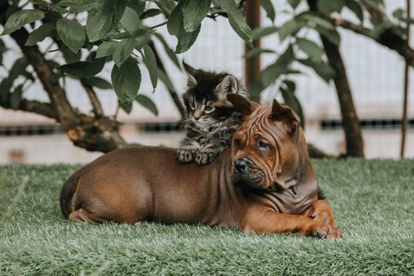 Китайський чунцин