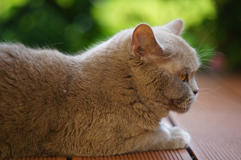 Лишай у кішок.