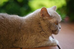 Лишай у кішок.