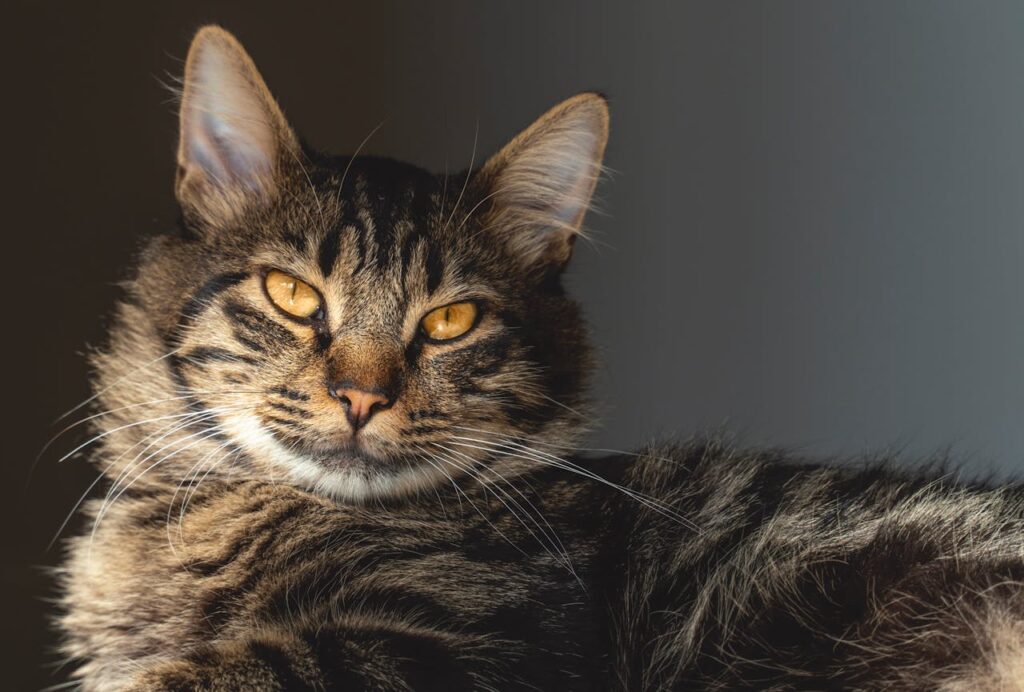 Поведінка кішки.