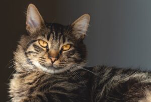 Поведінка кішки.