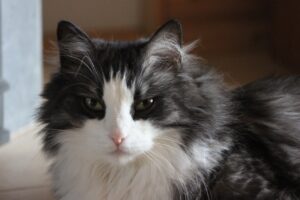 Резорбція зубів у кішок.