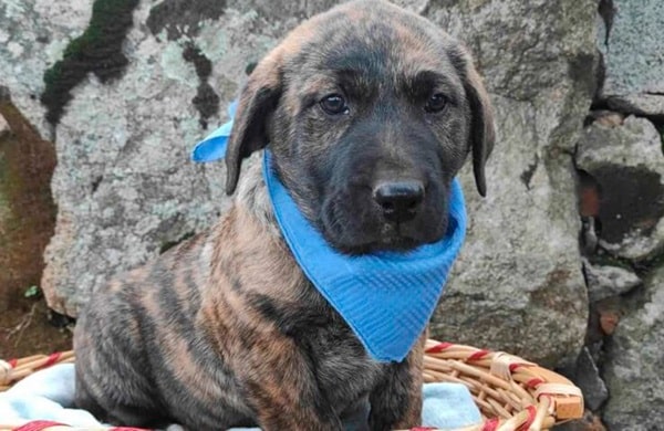 Сардинський дог