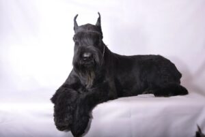 Шнауцери — всі породи собак із назвами та фото видів.