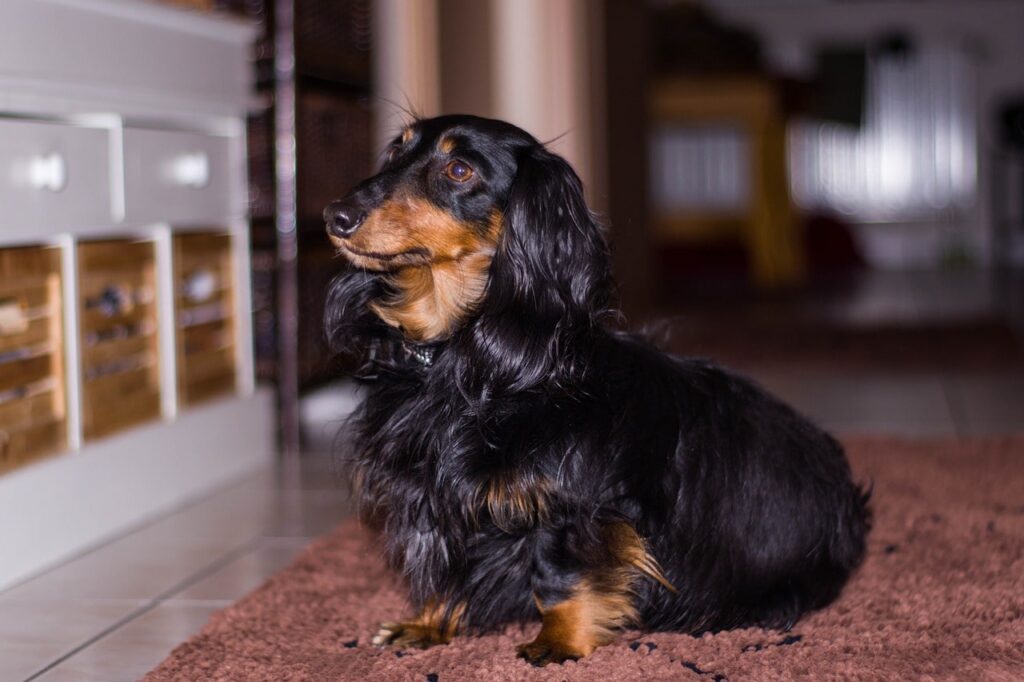 Слова чи інтонація — як собаки нас розуміють?