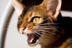 Як відучити кота кусатися?