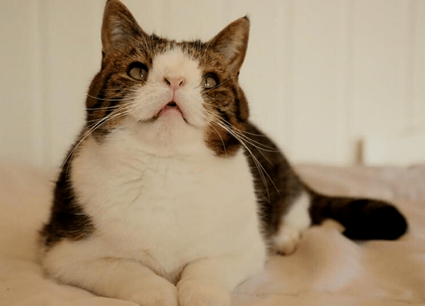 Чи буває в котів синдром Дауна