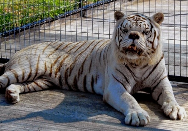 Знаменитий тигр Кенні