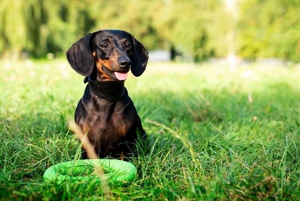 Карликова такса