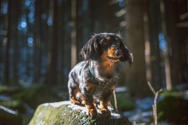 Кроляча такса