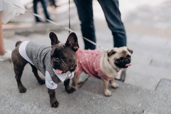 Порівняння мопса та французького бульдога