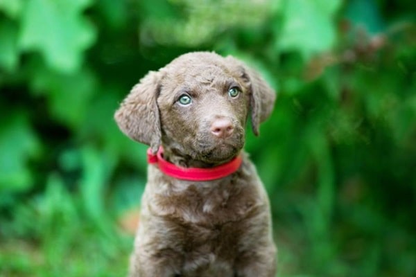 Чесапік-бей-ретривер