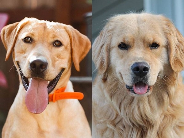 Чим лабрадор відрізняється від золотистого ретривера — очі