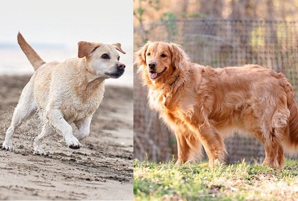 Чим лабрадор відрізняється від золотистого ретривера — тулуб