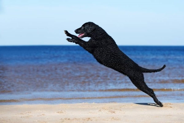 Курчавошерстий ретривер