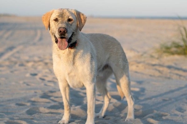 Лабрадор-ретривер