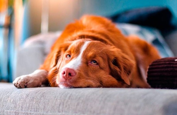 Новошотландський ретривер (толлер)