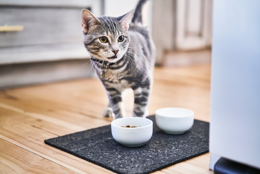 Чи можна годувати кішку різними кормами?