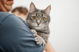 Чи можуть кішки ревнувати своїх господарів?