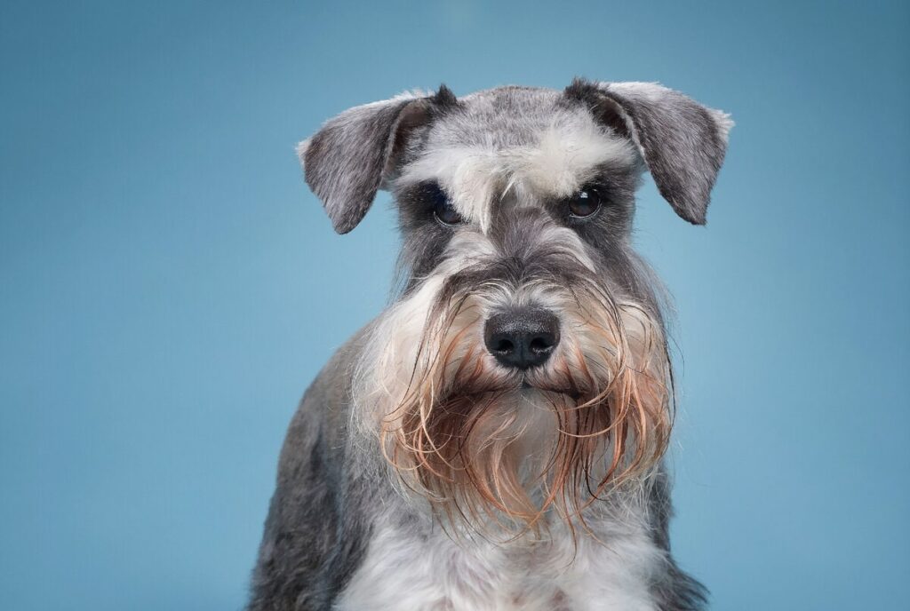 Посібник із годування мініатюрного цвергшнауцера (мініатюрний шнауцер).