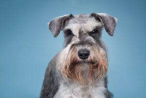 Посібник із годування мініатюрного цвергшнауцера (мініатюрний шнауцер).