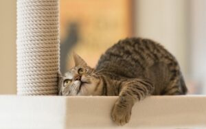 Усе про кігтеточки. Скільки коштує хороша кігтедралка (дряпка / кігтеточка)?