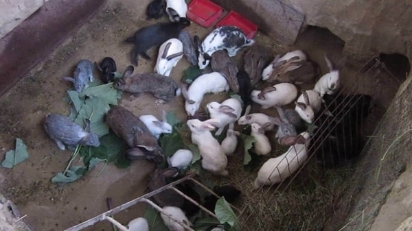 Утримання кроликів у ямі
