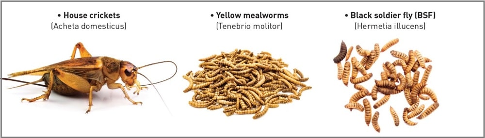 Які види комах можна згодовувати тваринам-компаньйонам?