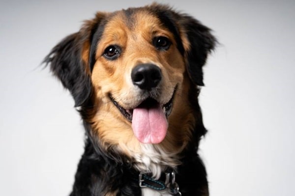 Англійська вівчарка