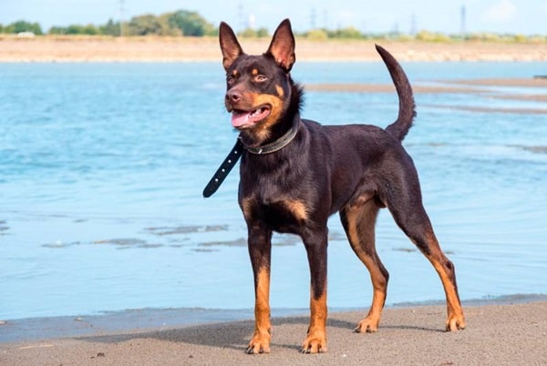 Австралійський келпі