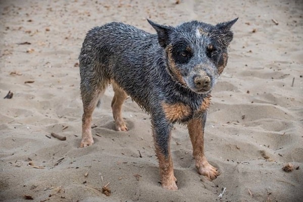 Австралійський короткохвостий пастуший собака