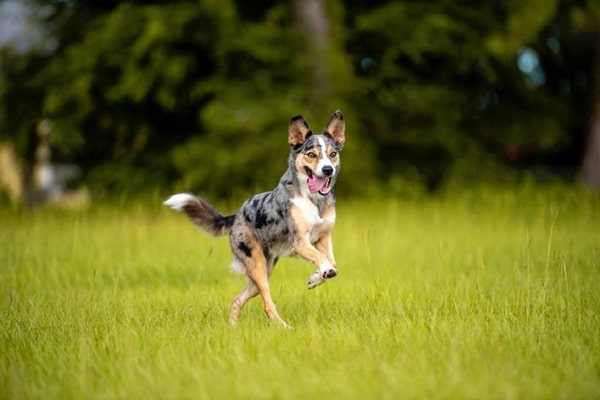 Австралійський кулі