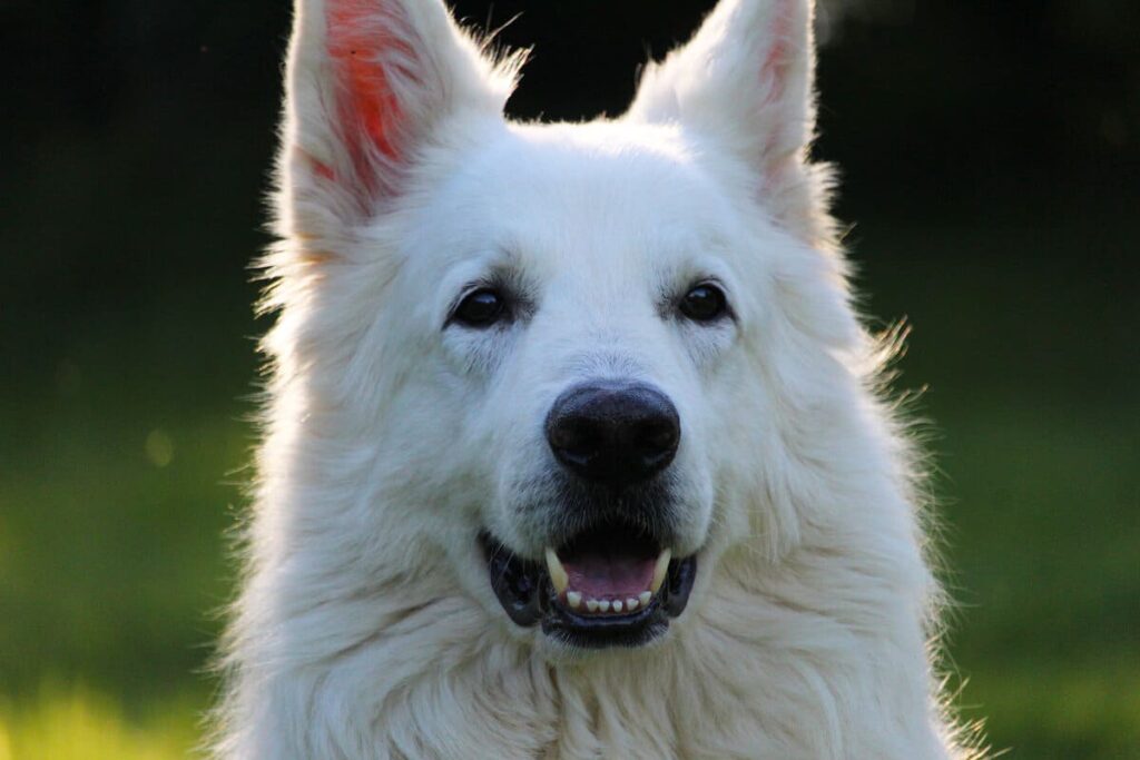 Біла німецька вівчарка — особливості світлого забарвлення породи та фото.