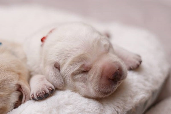 Біле забарвлення у лабрадорів-ретриверів