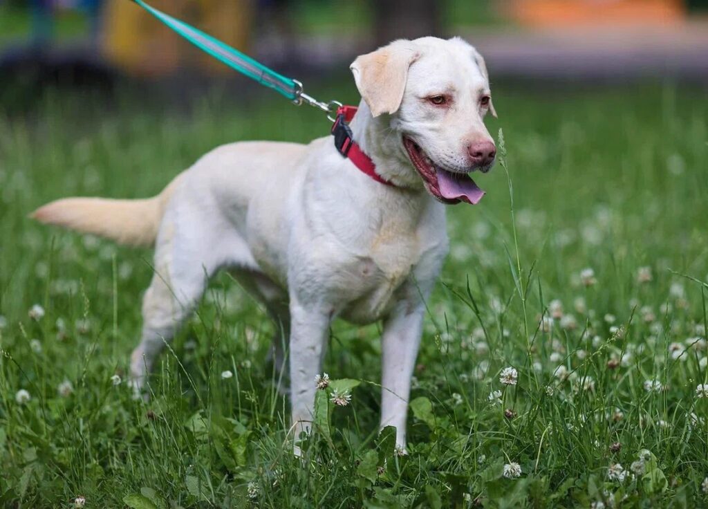 Білий лабрадор — фото ретриверів і опис.