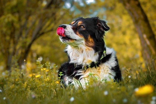 Бордер-коллі