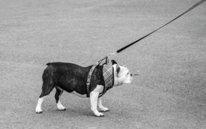 Чому шлейки насправді не сприяють тязі (пояснення від кінолога).