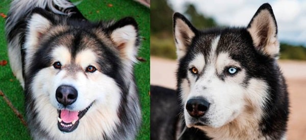 Чим маламут відрізняється від хаскі — голова