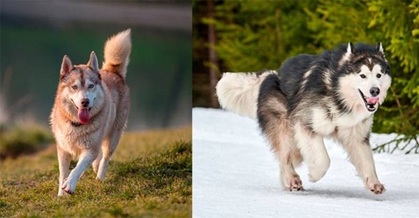 Чим маламут відрізняється від хаскі — ноги (лапи)