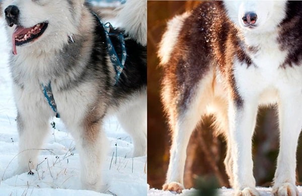 Чим маламут відрізняється від хаскі — ноги (лапи)