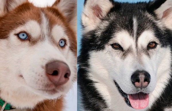 Чим маламут відрізняється від хаскі — очі