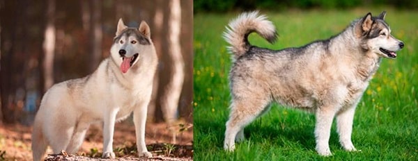 Чим маламут відрізняється від хаскі — розміри хаскі та маламута