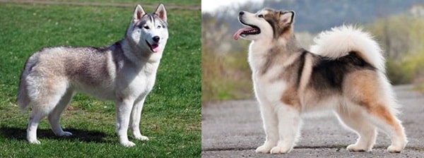Чим маламут відрізняється від хаскі — шерстяний покрив