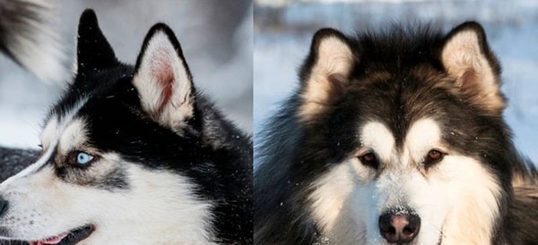 Чим маламут відрізняється від хаскі — вуха