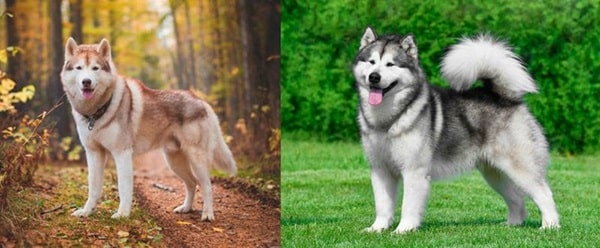 Чим маламут відрізняється від хаскі — зовнішність